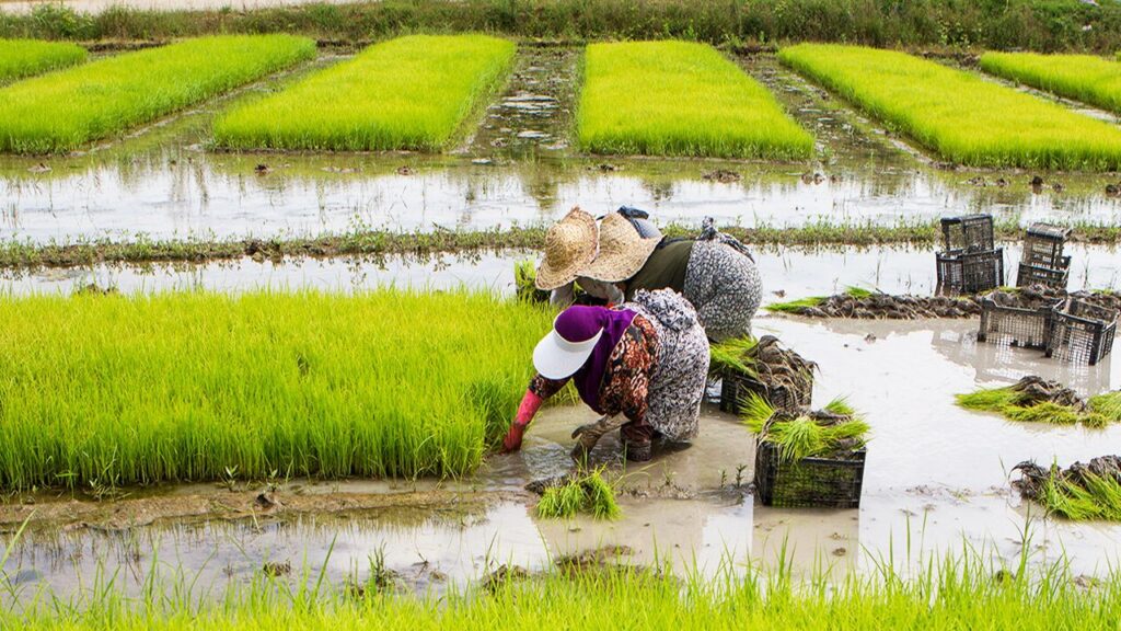 برنج طارم گیلان